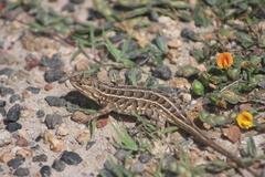 Sceloporus scalaris