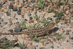 Sceloporus scalaris
