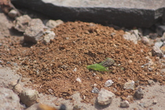 Rhabdocerca tridactyla