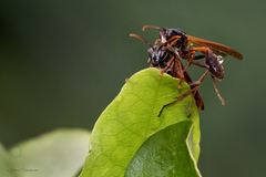 Mischocyttarus drewseni