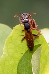 Mischocyttarus drewseni