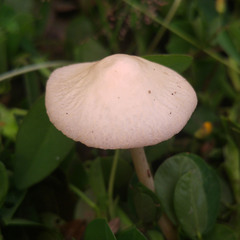 Fungi