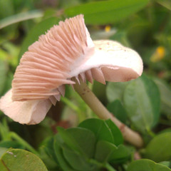 Fungi