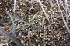 Mannia fragrans