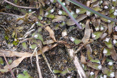 Mannia fragrans