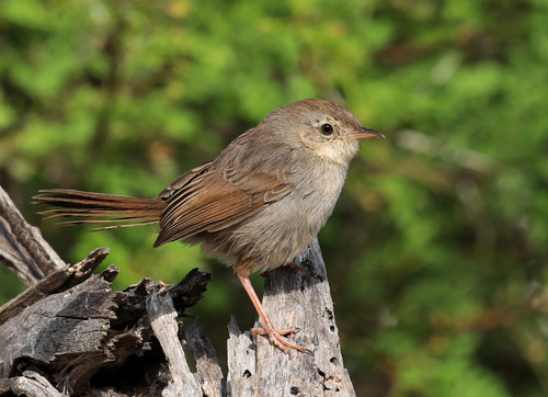 Grey-backed Cisticola (Cisticola subruficapilla), photo 4