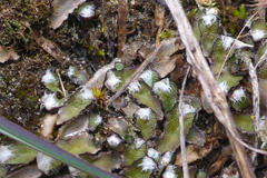 Mannia fragrans