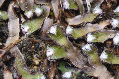 Mannia fragrans