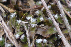 Mannia fragrans