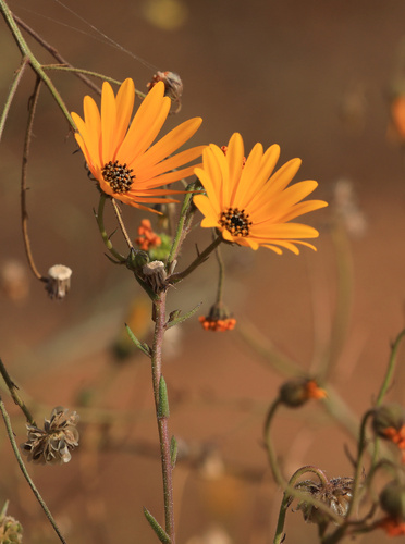 Dimorphotheca sinuata