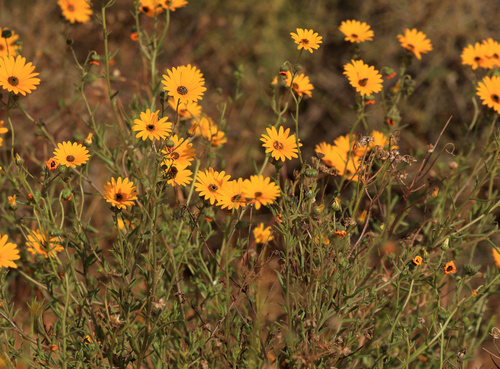 Dimorphotheca sinuata