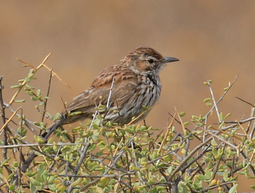Karoo Lark (Calendulauda albescens), photo 3
