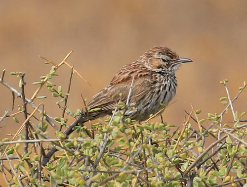 Karoo Lark (Calendulauda albescens), photo 4
