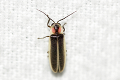 Photinus ignitus