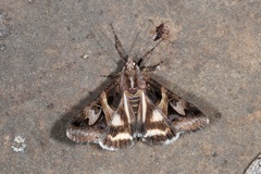 Drasteria grandirena