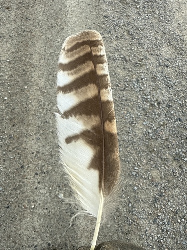 View observation of {o.common_name} on iNaturalist