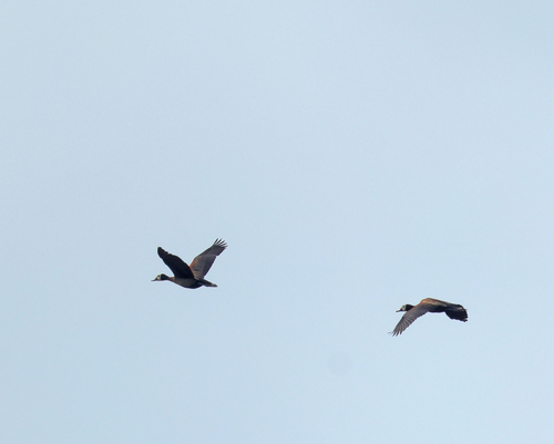 White-faced Whistling-Duck
