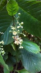 Davilla kunthii