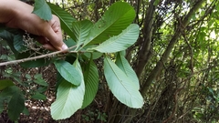 Davilla kunthii