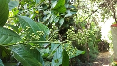 Davilla kunthii