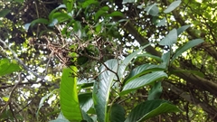 Davilla kunthii