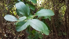 Davilla kunthii