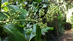 Davilla kunthii