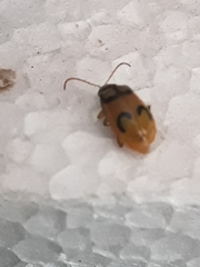 Diabrotica litterata