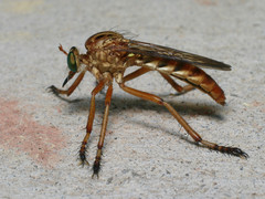 Diogmites salutans