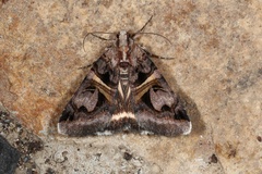 Drasteria grandirena
