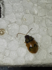 Diabrotica litterata