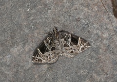 Gandaritis atricolorata