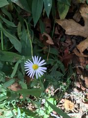 Symphyotrichum greatae