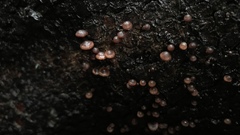 Micromphale arbuticola