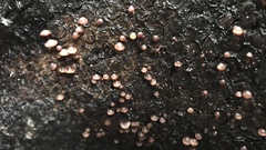 Micromphale arbuticola