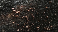 Micromphale arbuticola