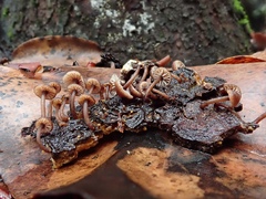 Micromphale arbuticola