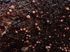 Micromphale arbuticola