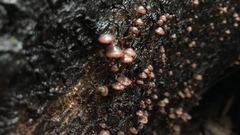 Micromphale arbuticola