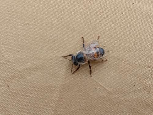 Western Honey Bee