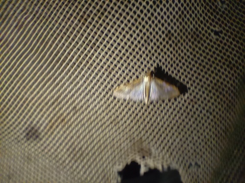 Mung Bean Moth
