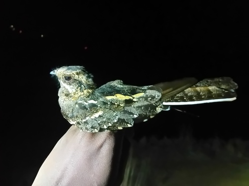 Square-tailed Nightjar