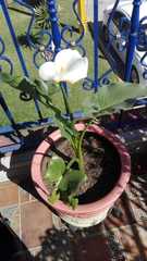 Zantedeschia aethiopica