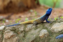 Southern Tree Agama photo 3