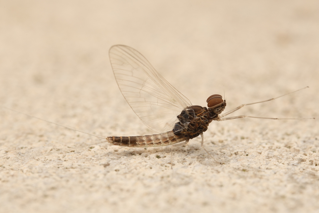 Small Mayflies from White River Gardens, 1200 W Washington St ...