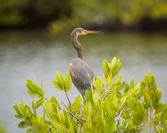 Egretta tricolor image