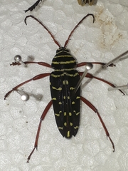 Placosternus erythropus