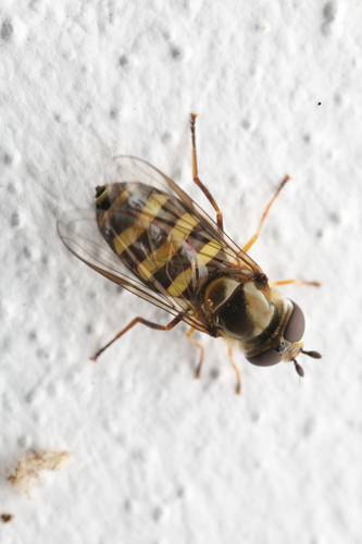 Unknown species found near White River Gardens, 1200 W Washington St, Indianapolis, IN 46222, USA