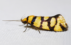 Tanyzancla argutella