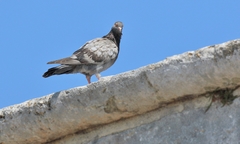 Columba livia domestica